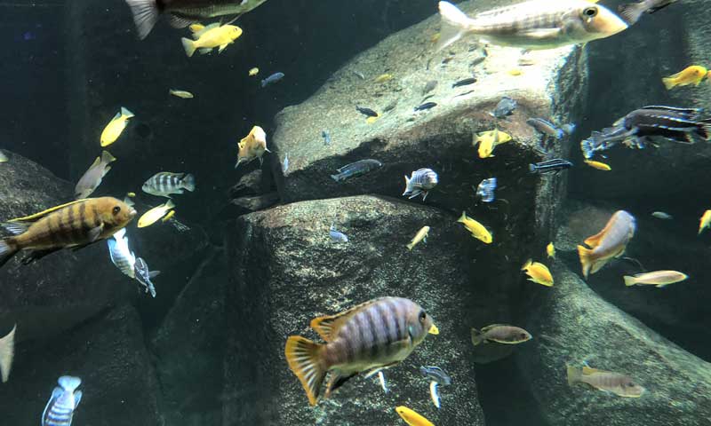 Sortie famille à l’aquarium de Lausanne